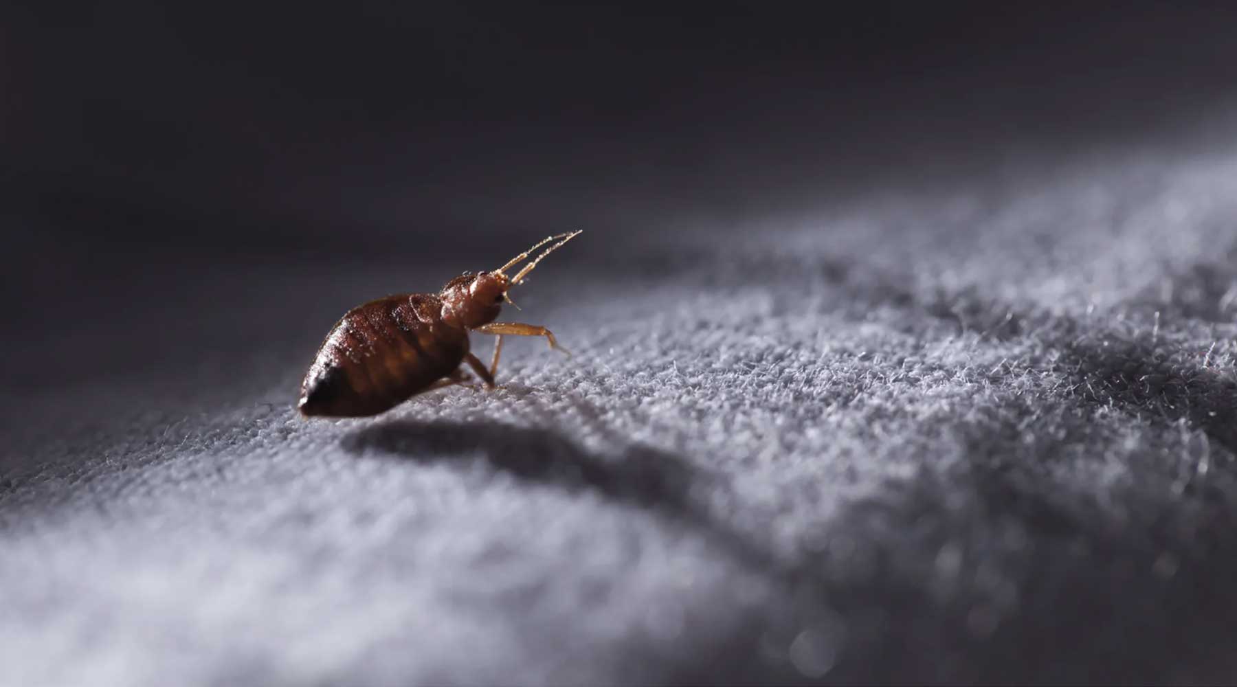 Neem oil's effectiveness against Bed Bugs