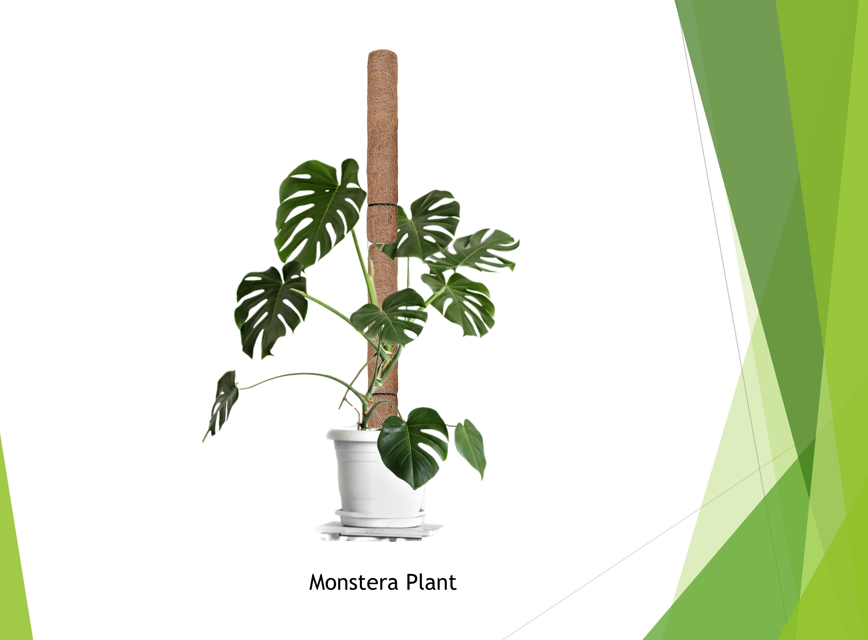 Coco Coir Monstera Moss Pole - Totem Support Climbing Trellis for Indoor Potted Creepers