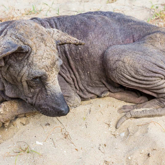 Neem oil’s effectiveness to treat Dog Mange