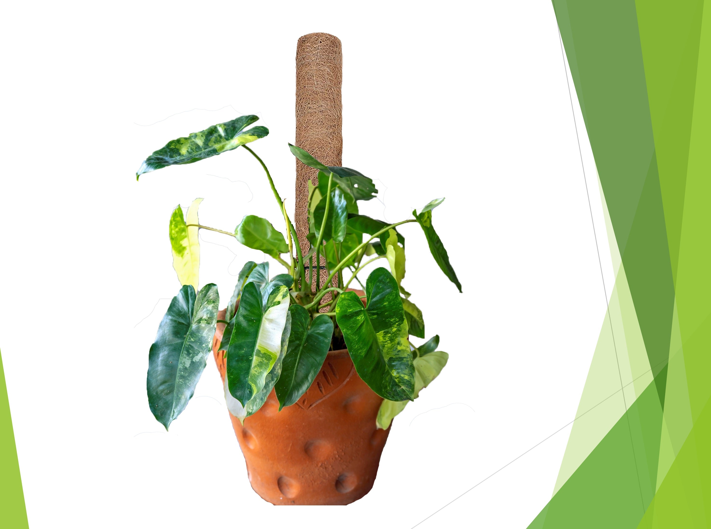 Coco Coir Monstera Moss Pole - Totem Support Climbing Trellis for Indoor Potted Creepers